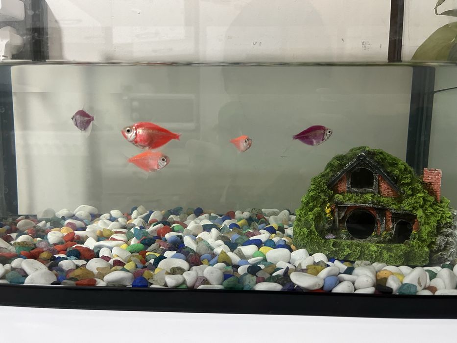 Аквариум с камушками и с рыбками