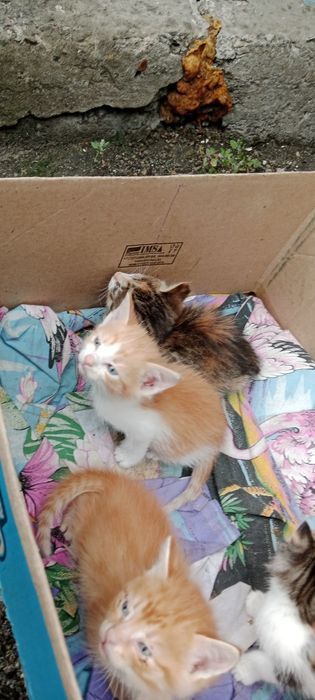 Котята.кушают сами.