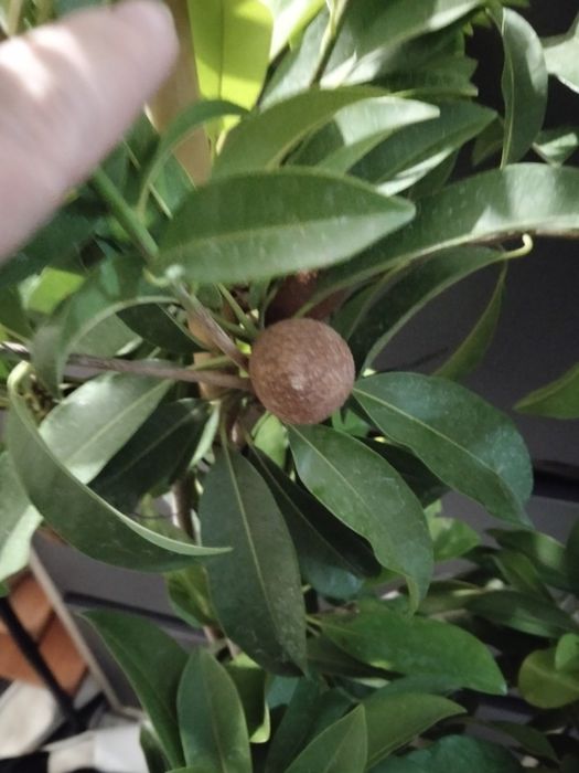 Продам дерево манго и саппадиллы