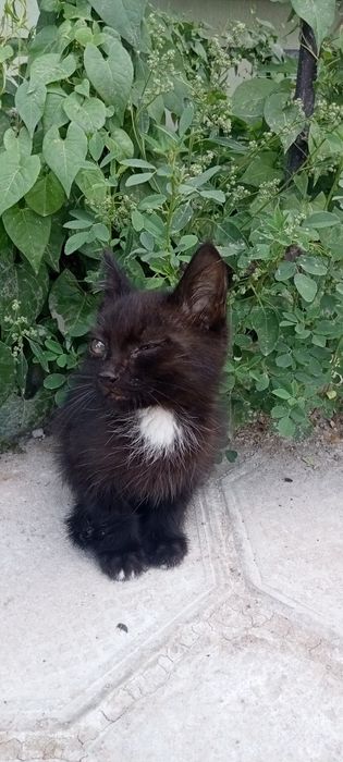 Адам хорошо  рука