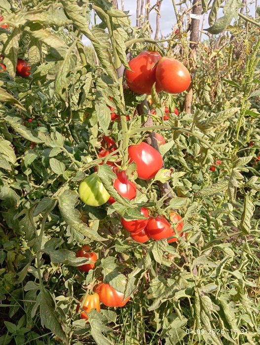 Rosii gustoase Deleni