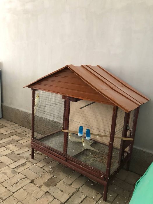 Попугай  сотилади