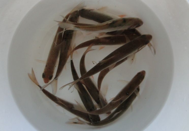 Продам живца чебак