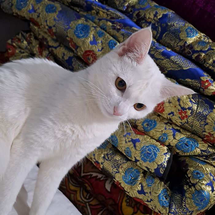 Кошка,девочка домашдомашний,9месяца бесплатно.