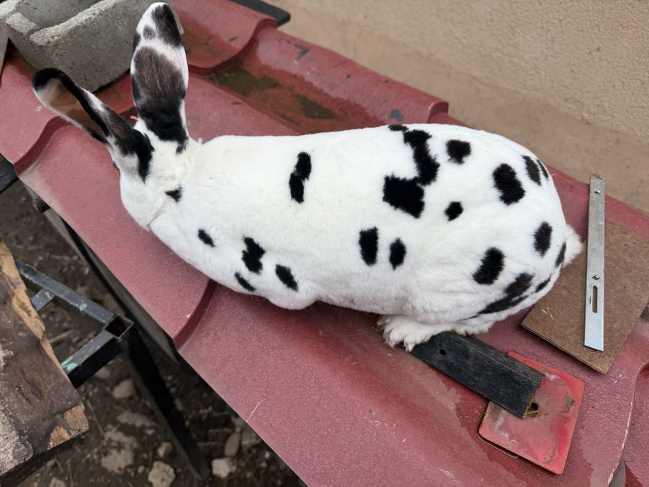 Iepuroi rex dalmațian -rasa pură