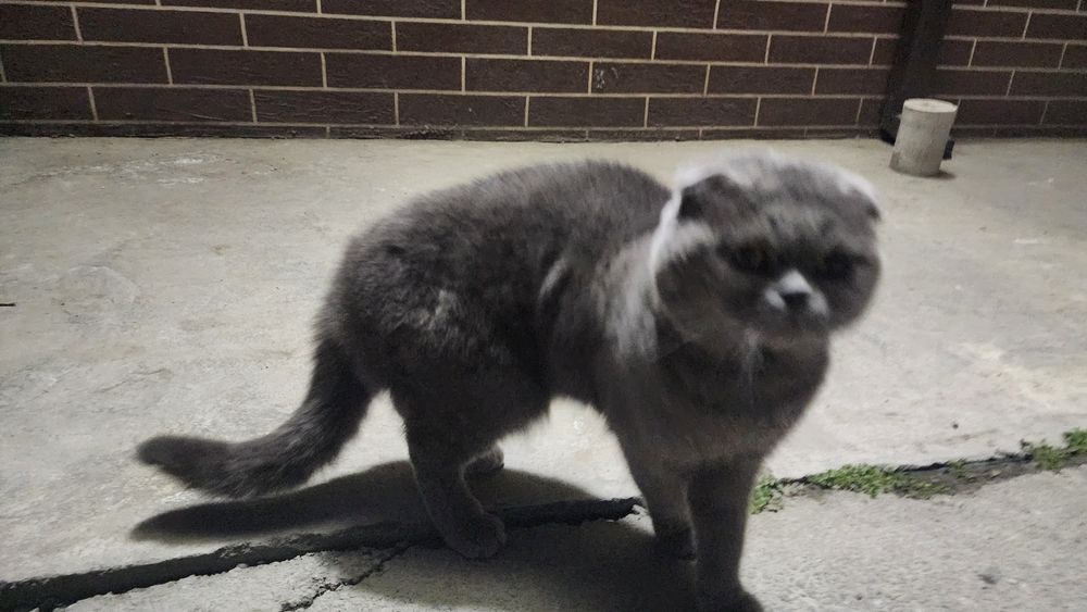 Шотландская вислоухая (Scottish Fold)