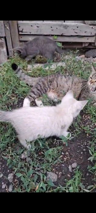 Кошка отдам даром