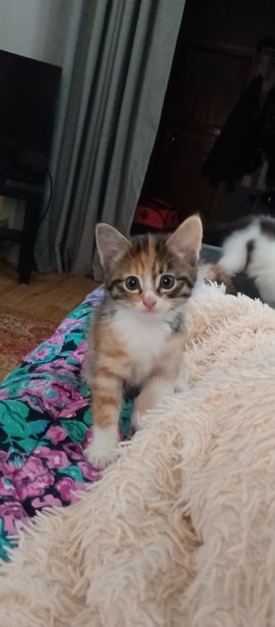 Отдам домашних котят