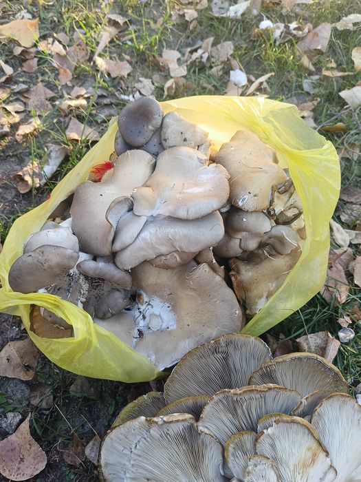 Продам грибы. Вешенки. Для жарки.