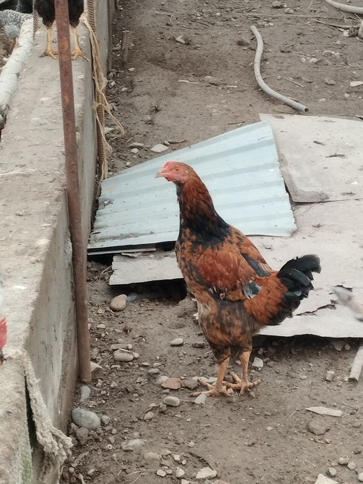 Петухи 100. 000 сум