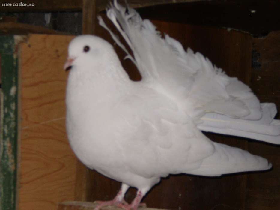 Porumbei Pavă / Încălţaţi frumoşi (