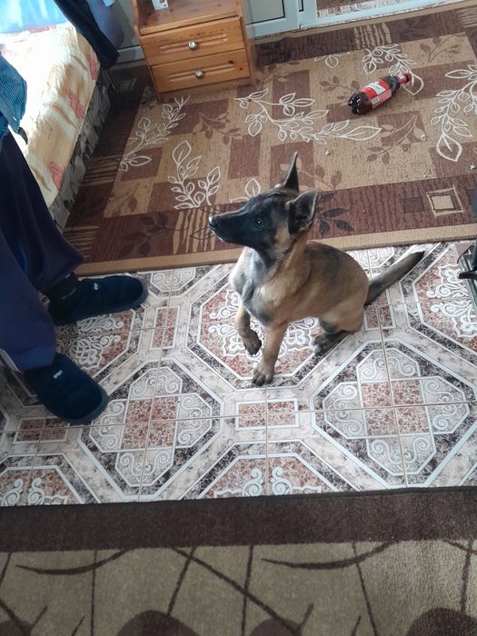 Белгийска овчарка малинуа