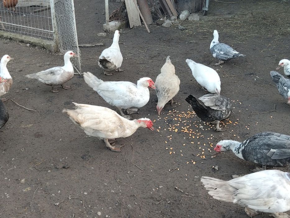 Vând rată.   mută