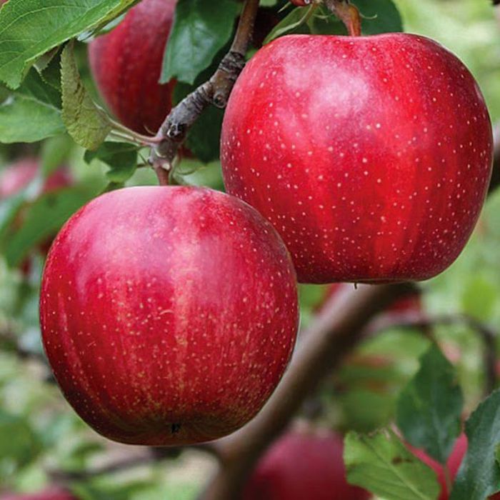 olma gala penklidi kochatlar bor