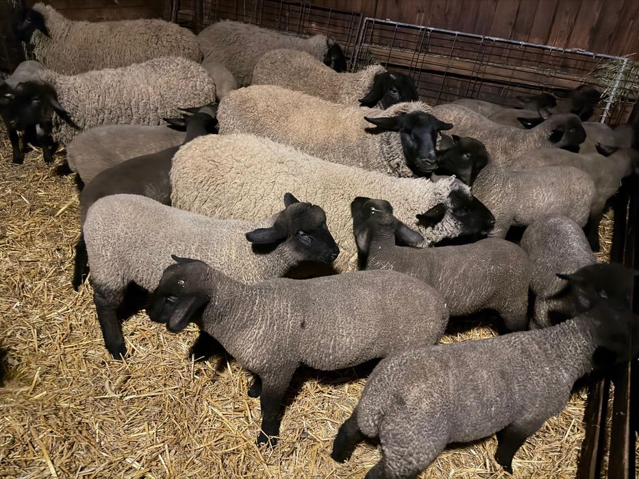 Miei din rasă de carne (suffolk englezesc)