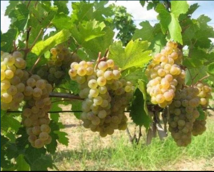 Vând struguri de vin  Transport gratuit in toata tara