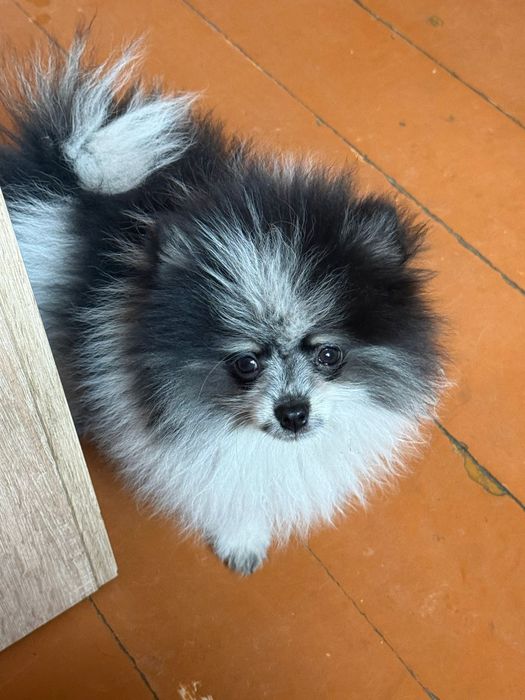 Мальчик Померанский шпиц
