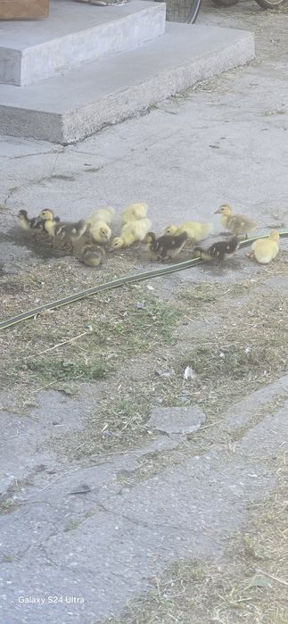 Rațe mute boboci