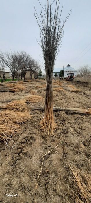 Tut kuchatlari sotiladi 1metrdan 4metrgacha