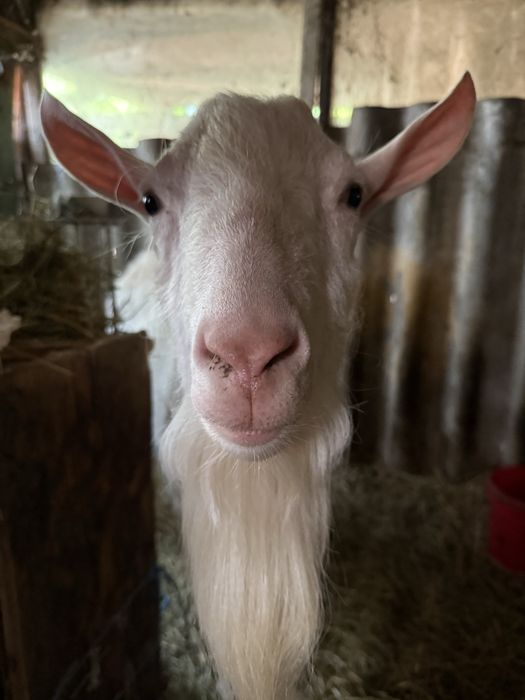 Vand tap de 2 ani bun de prasila