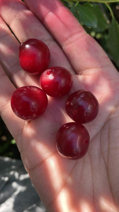 Продам вишню свежая