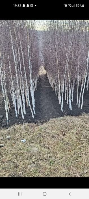 Platan / Mesteacăn/ Catalpa