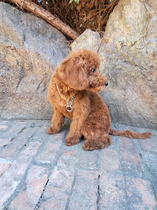 Pudel/Caniche mascul