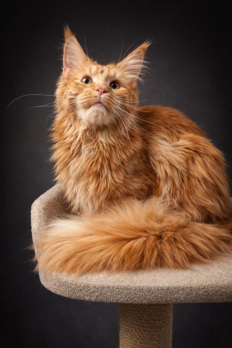 Рыжий полидакт  Мейн -кун !