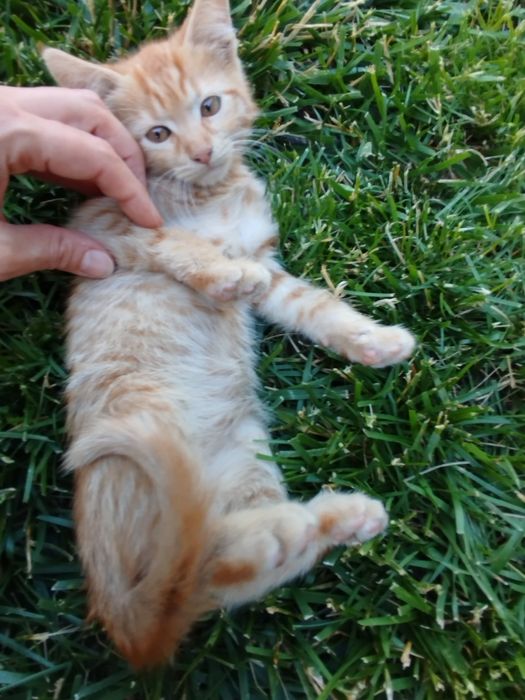 3-месечни котета търсят дом