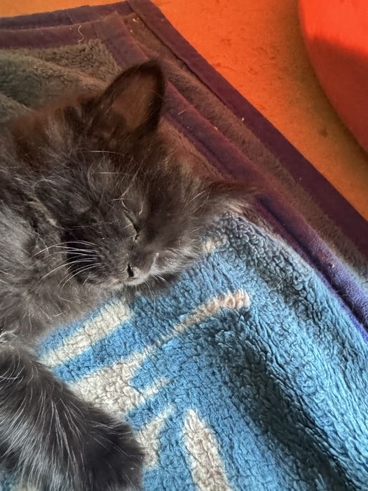 Котята турецкой ангоры, отдадим в хорошие руки