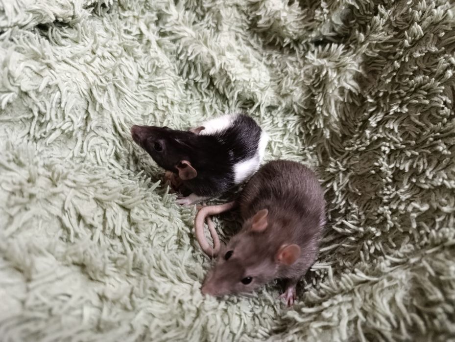 Отдам крыс в добрые руки