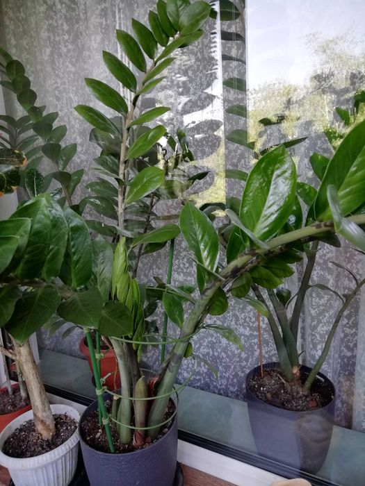 Продам комнатное растение замиокулькас