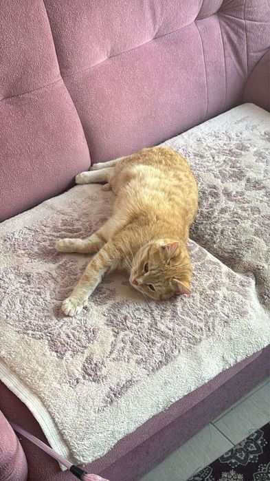 Молодая ласковая кошечка