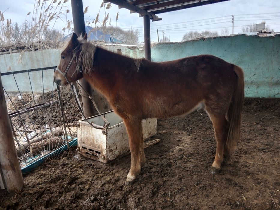 Құнан сатылады бағылған