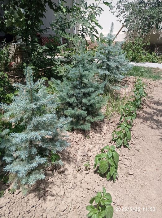 Бельгийский  голубой ель