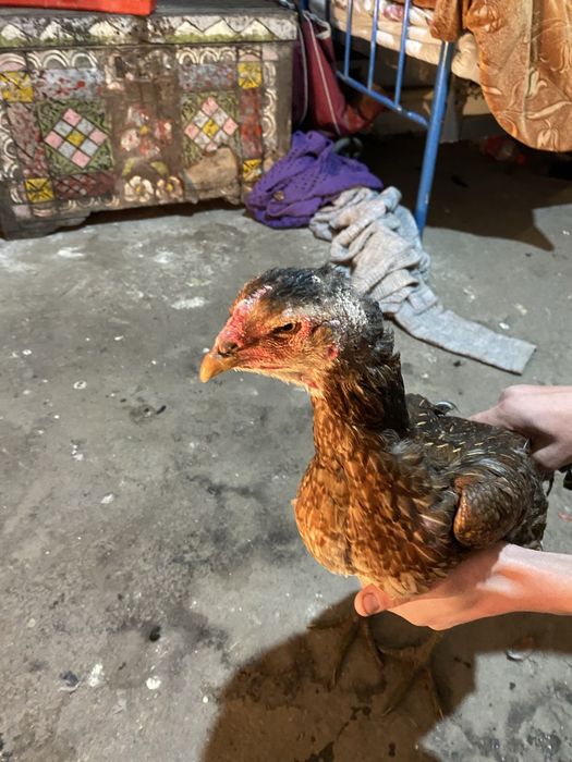 Продам даканку курицу