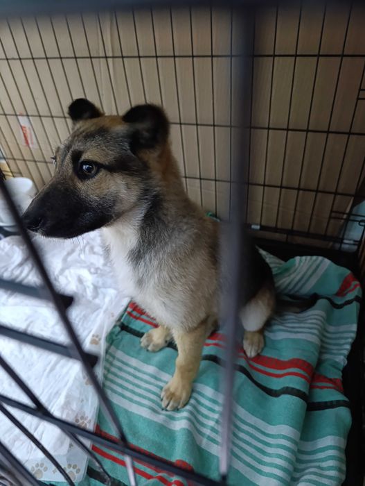 Отдам щенка бесплатно