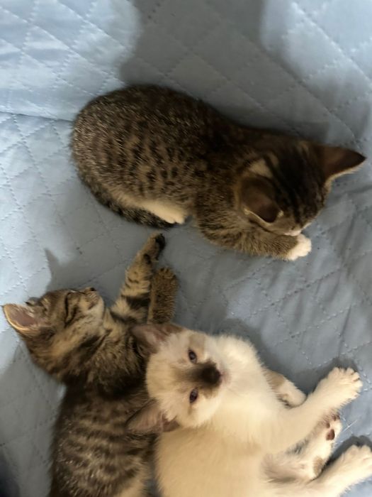 Отдам бесплатно котят