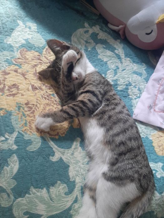 Oğil bola mushukcha Hayida