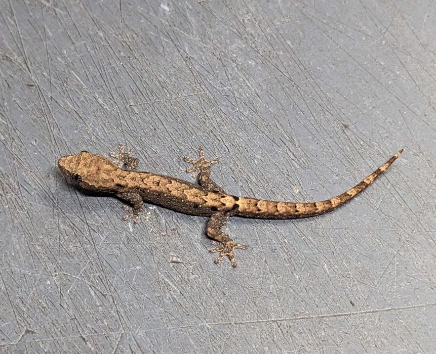 Траурен гекон, плачещ гекон, люспопръст гекон, лугубрис (Lepidodactylus lugubris)
