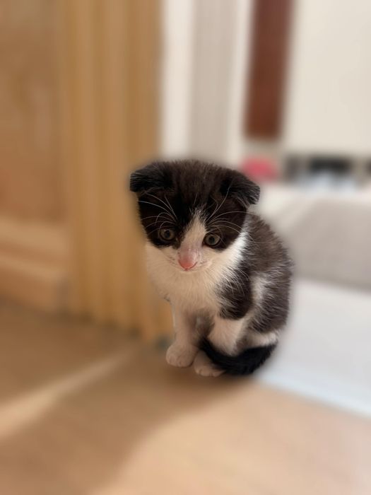 Продам милого котика