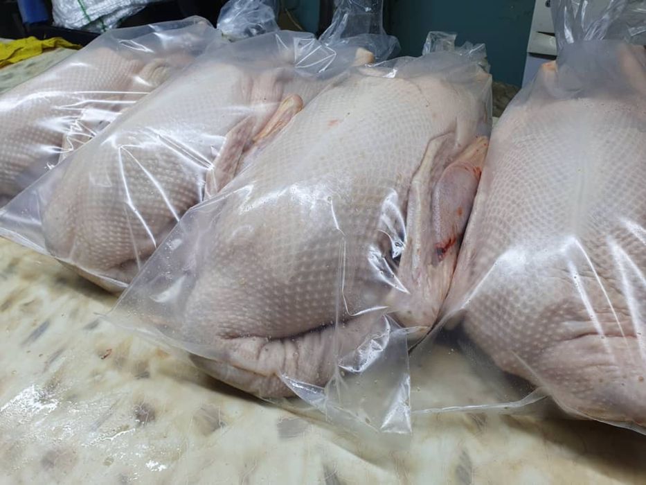 Продаю оптом гусей !