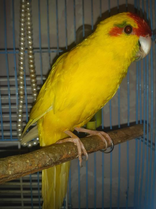 Продам попугая Карелии