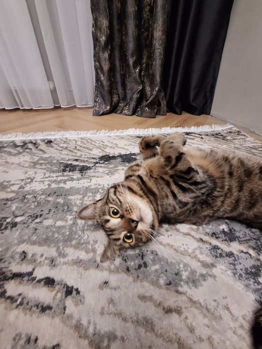 Отдам бесплатно кошку