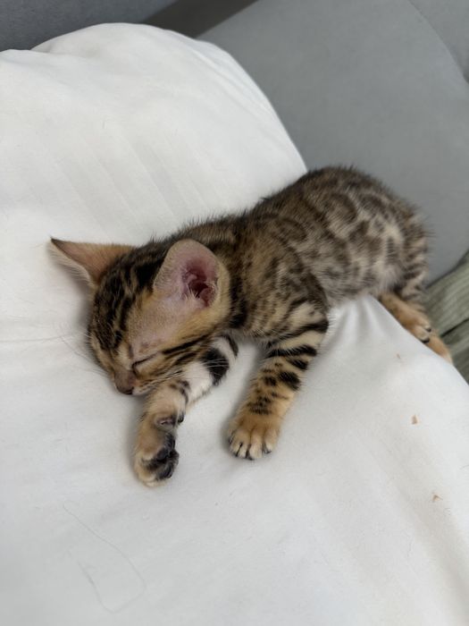 Бенгальские котята