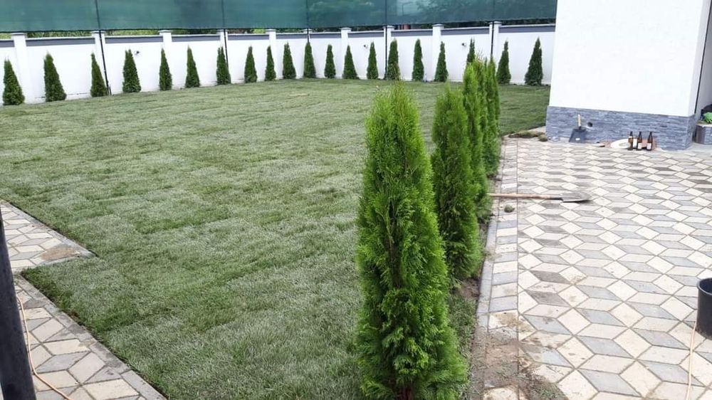 Plante ornamentale și rulou de gazon, livrare rapida oriunde în Țară