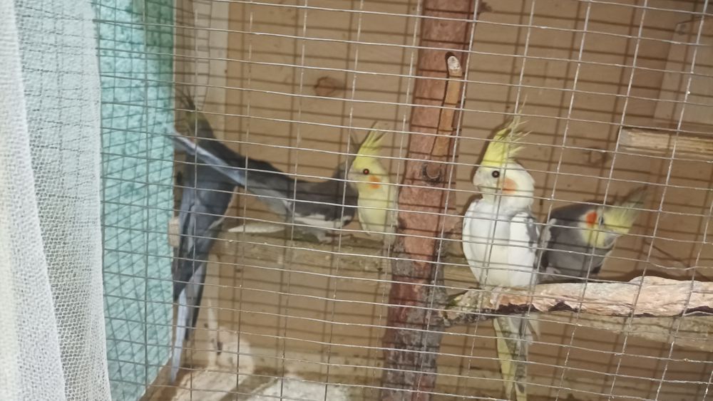 Карелла попугай пара