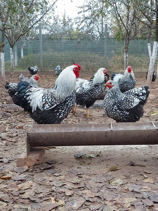 Pui wyandotte argintiu