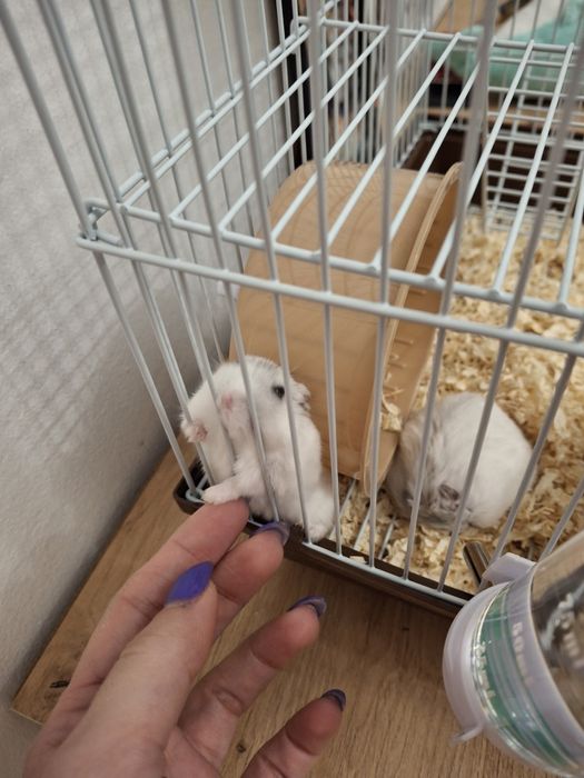 Подарявам хамстери