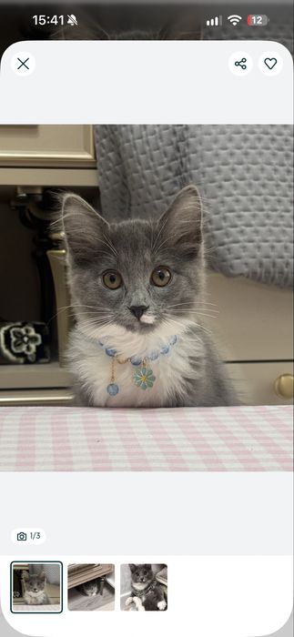 Котенок 4 мес даром